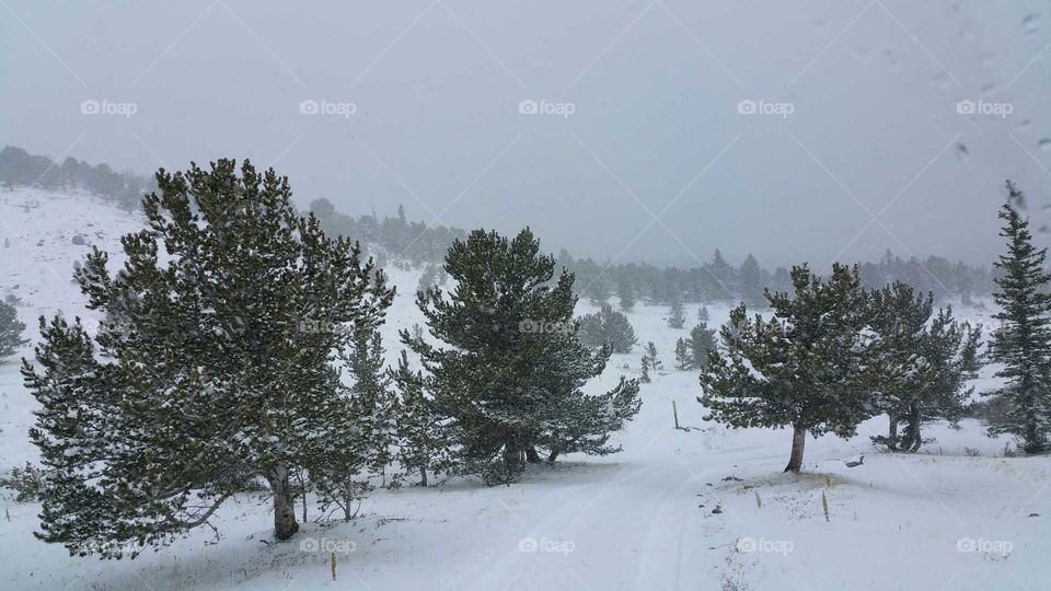 Snow falling in the Rocky Mountains