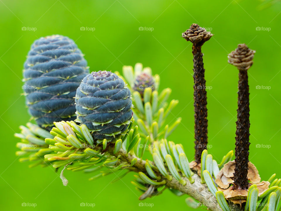 closeup view of the Korean fir cones on the green blurred background