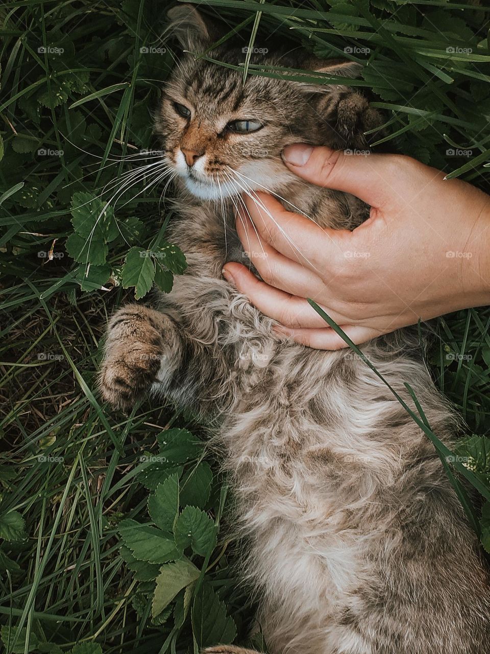 A cat that does not like people