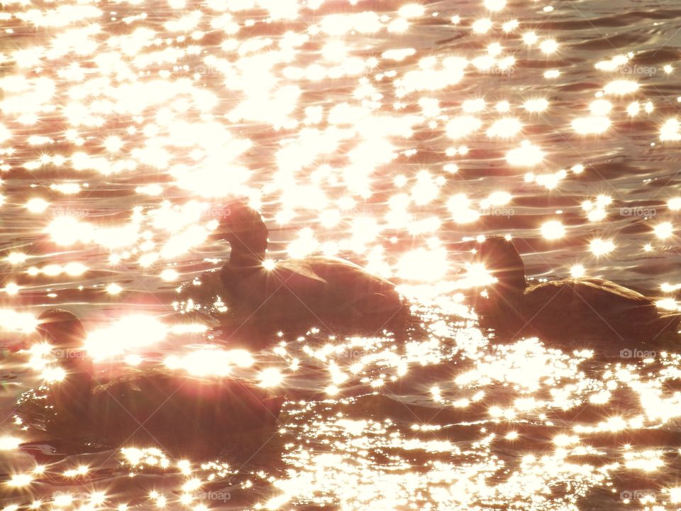 Ducks on sparkling water. Captured this one evening at the park.