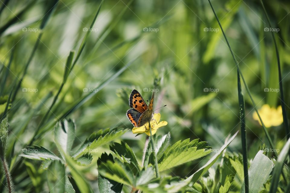 Springtime beauty