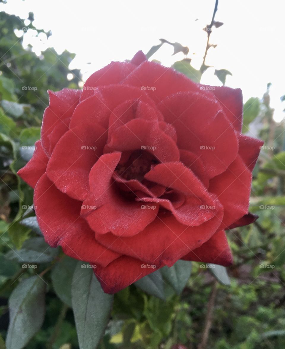 🌹 🇺🇸 Very beautiful flowers to brighten our day.  Live nature and its beauty. Did you like the delicate petals? / 🇧🇷 Flores muito bonitas para alegrar nosso dia. Viva a natureza e sua beleza. Gostaram das pétalas delicadas? 