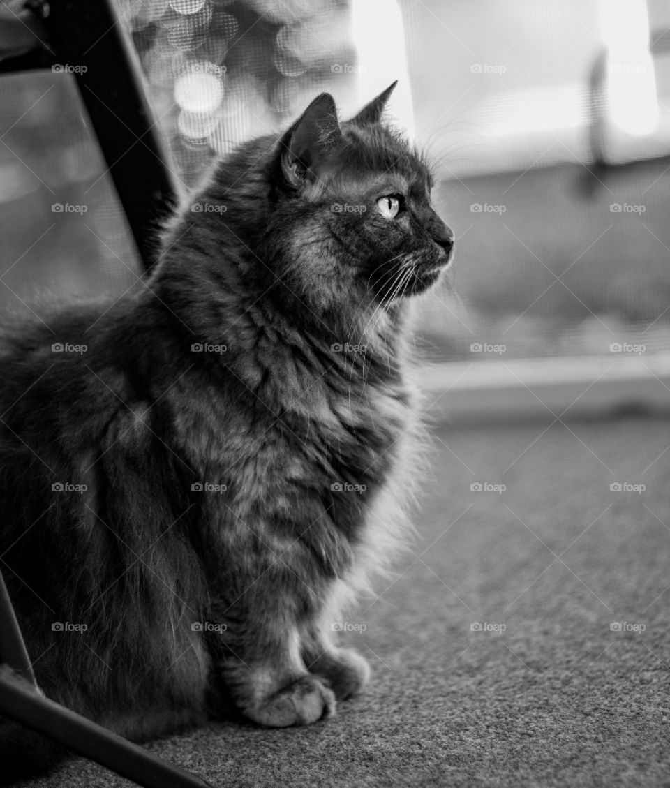 Beautiful long haired cat enjoying warm spring afternoon on back porch