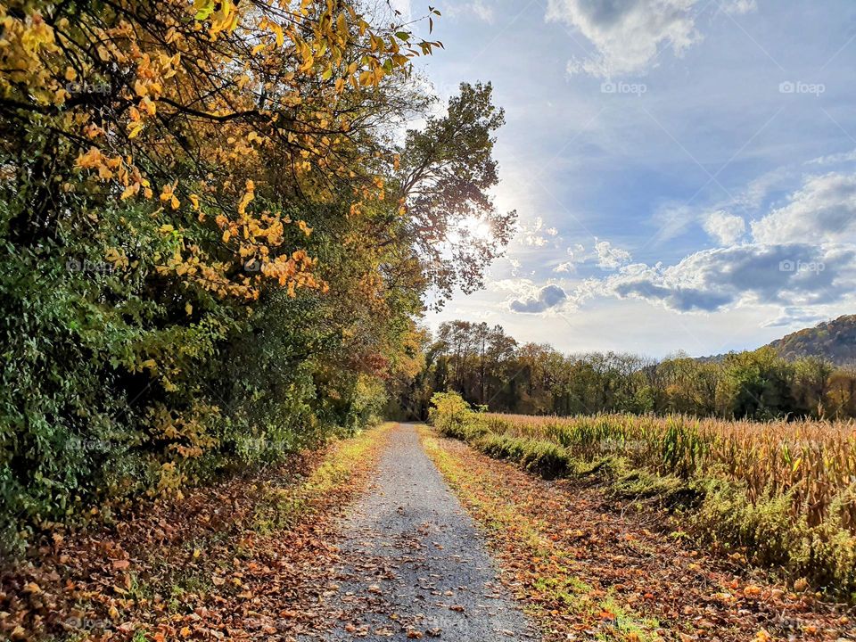 Autumn road