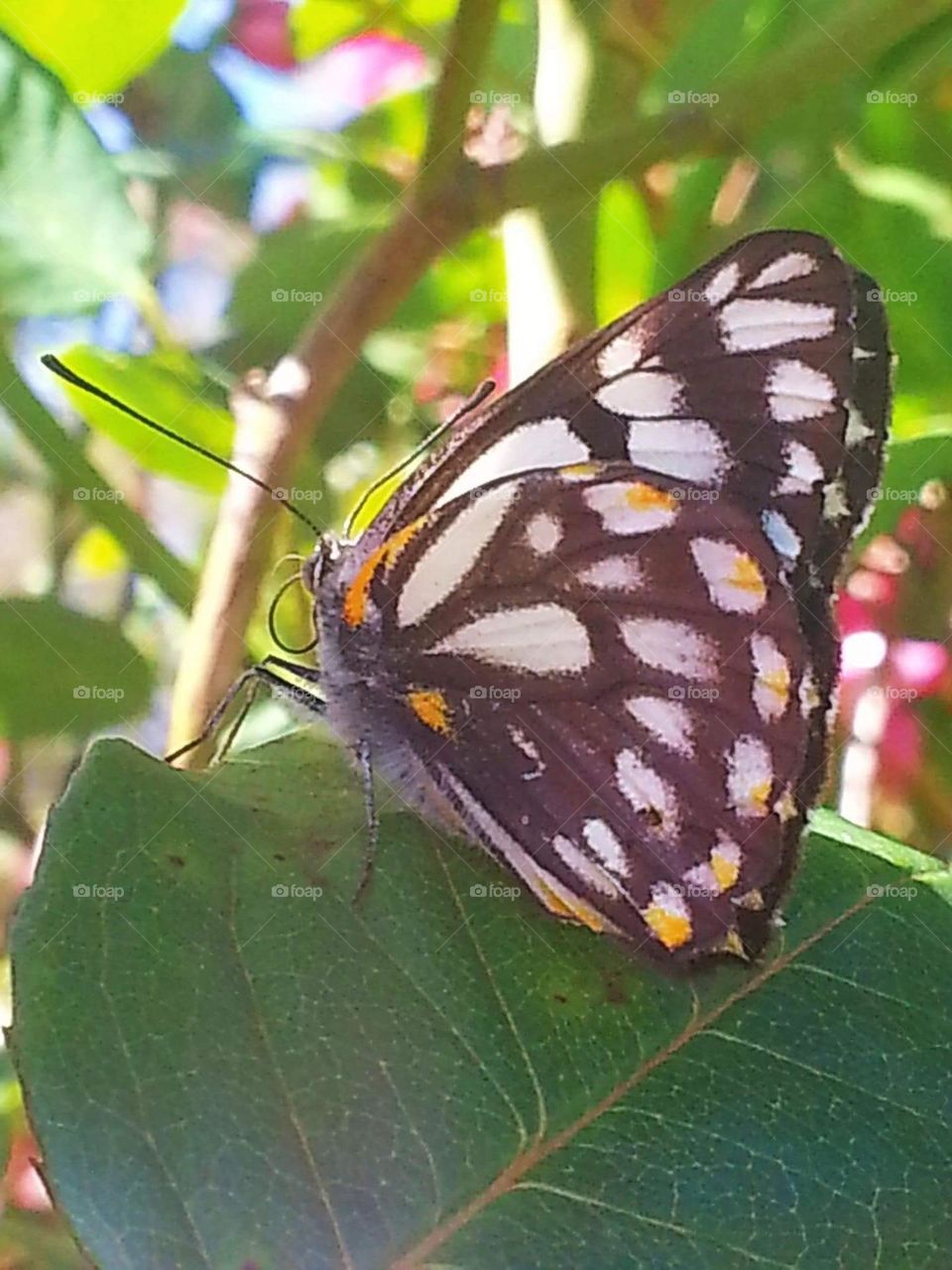 A beautiful butterfly From an egg to a butterfly Butterfly’s are insects Adults have large brightly coloured wings