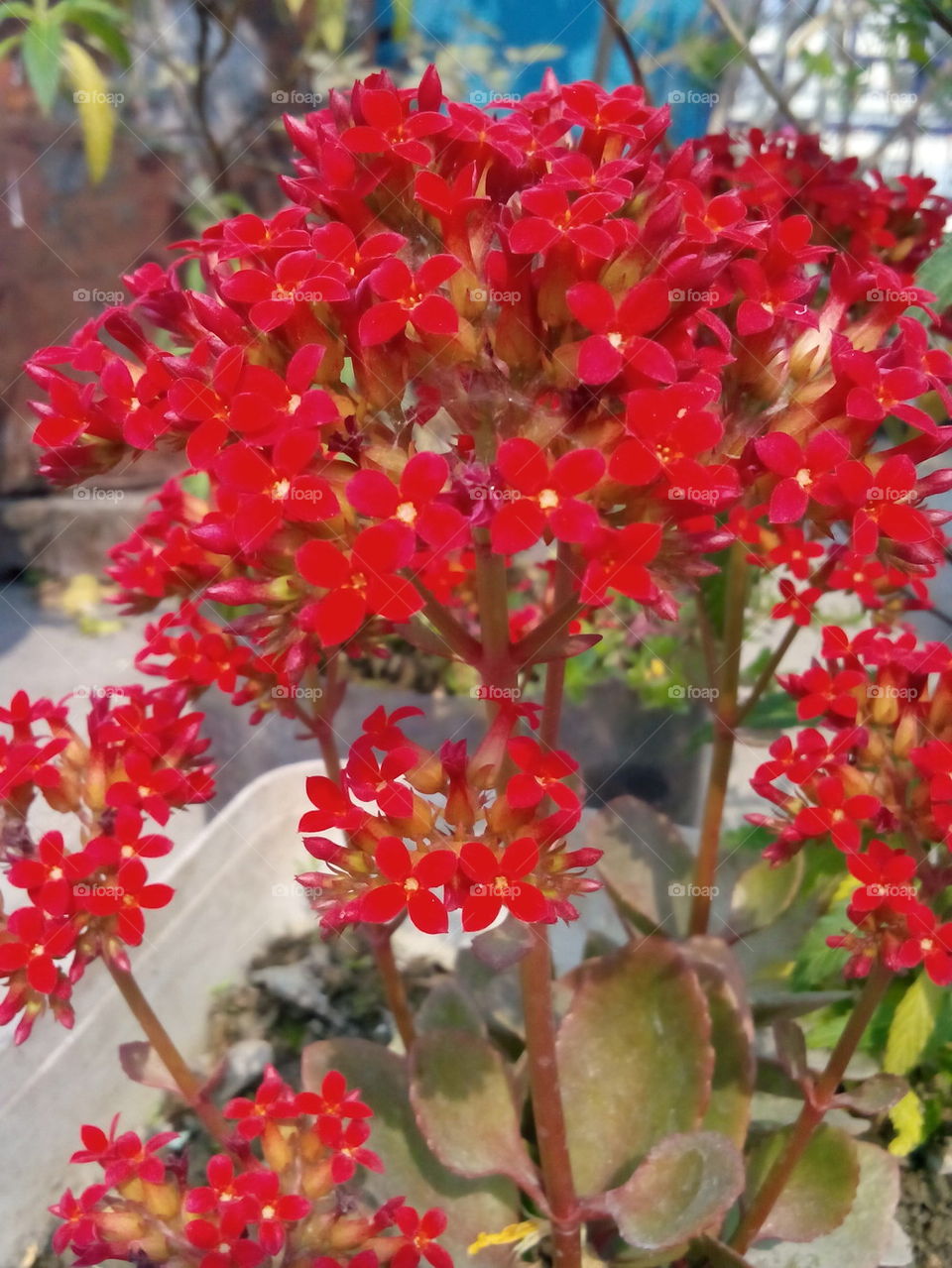 red flower