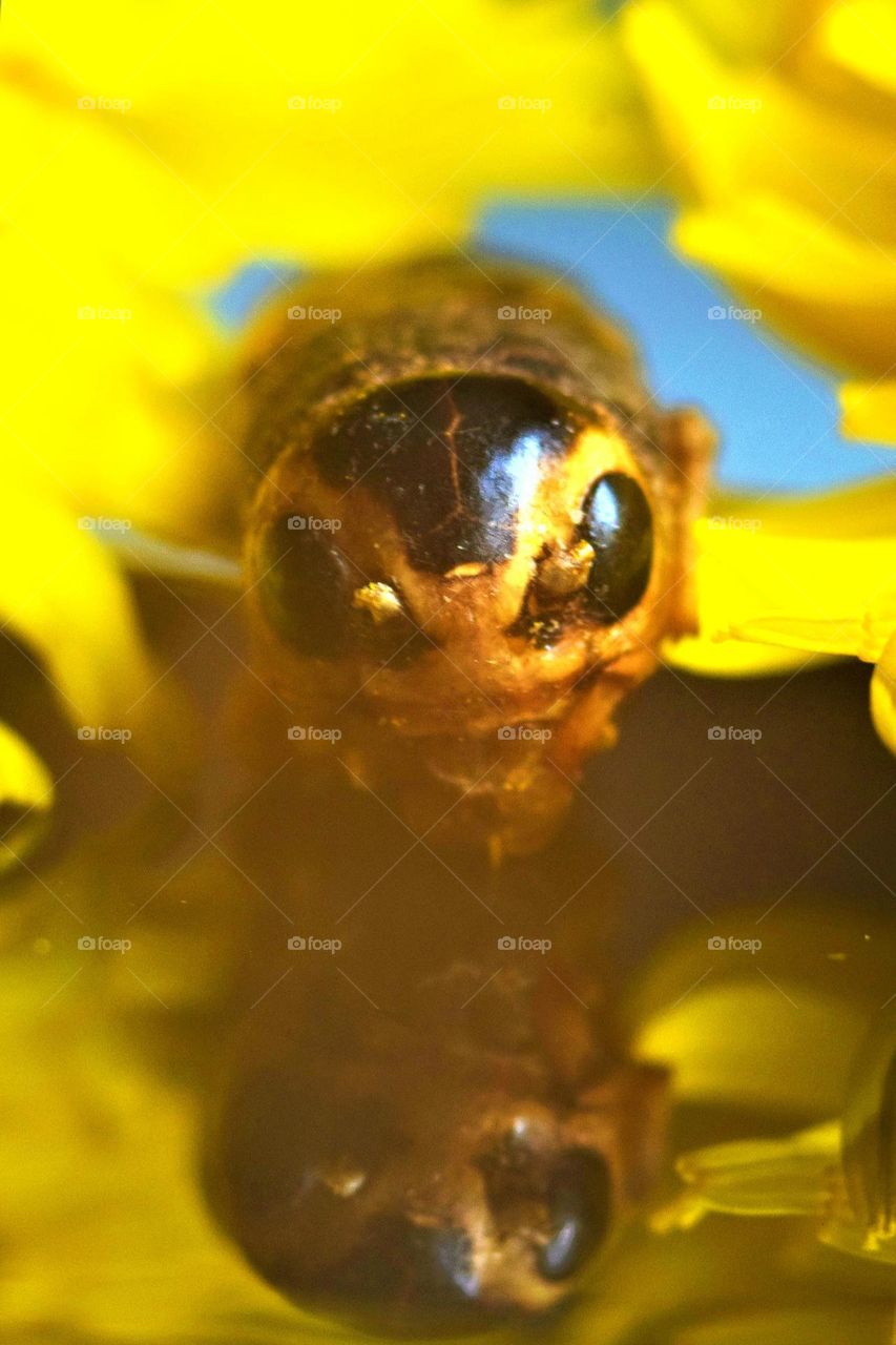 creepy looking insect between bright yellow flowers with his head reflecting in the black surface