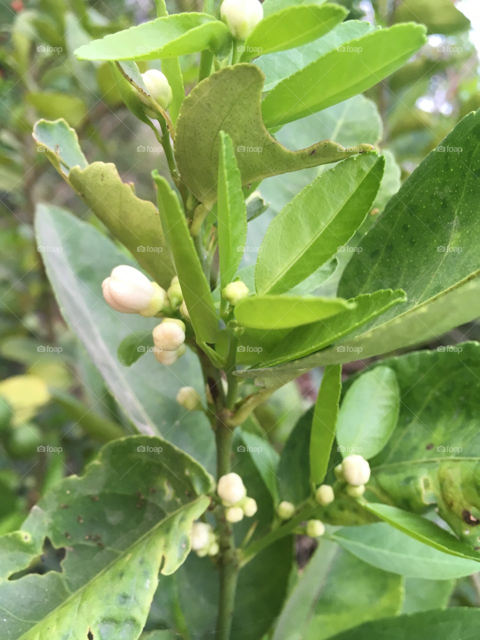 Lime flower in nature garden