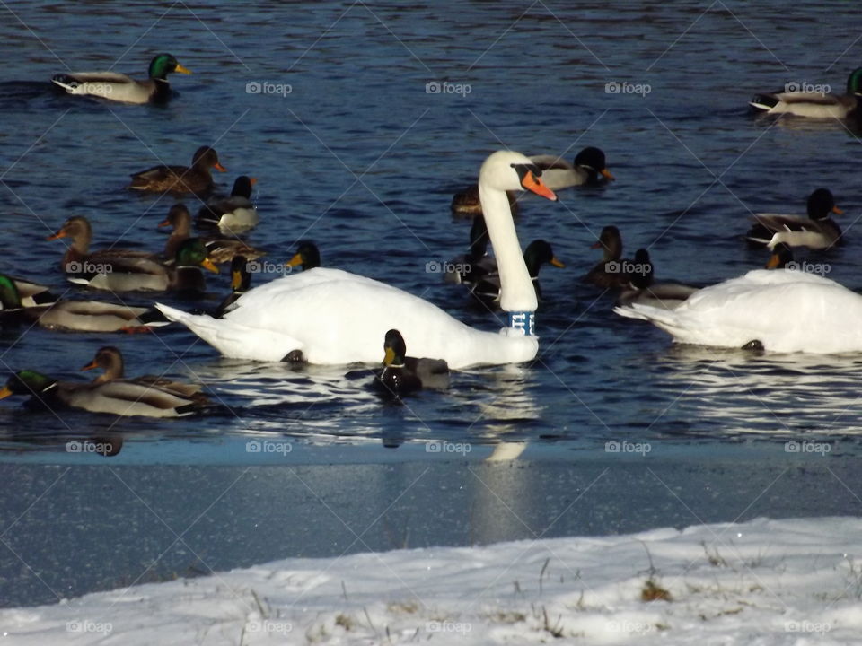 Swans swim in the pond