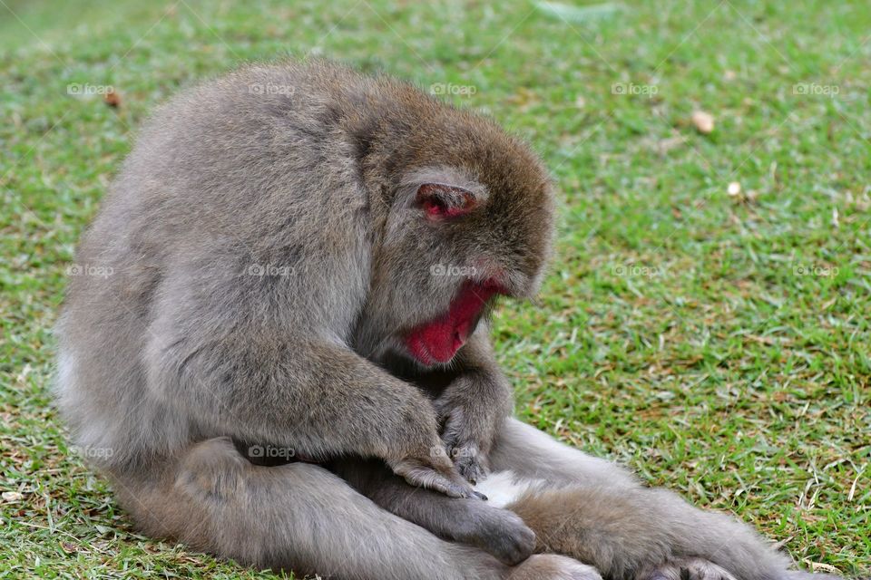 Grooming Japanese macaque