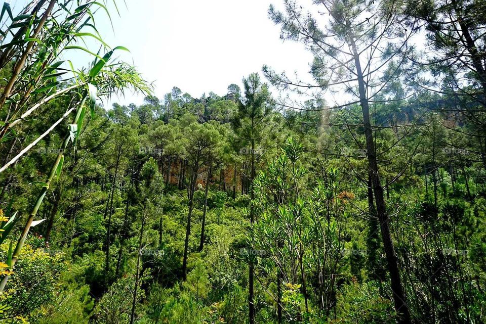 Forest#nature#vegetation#trees#greengrass