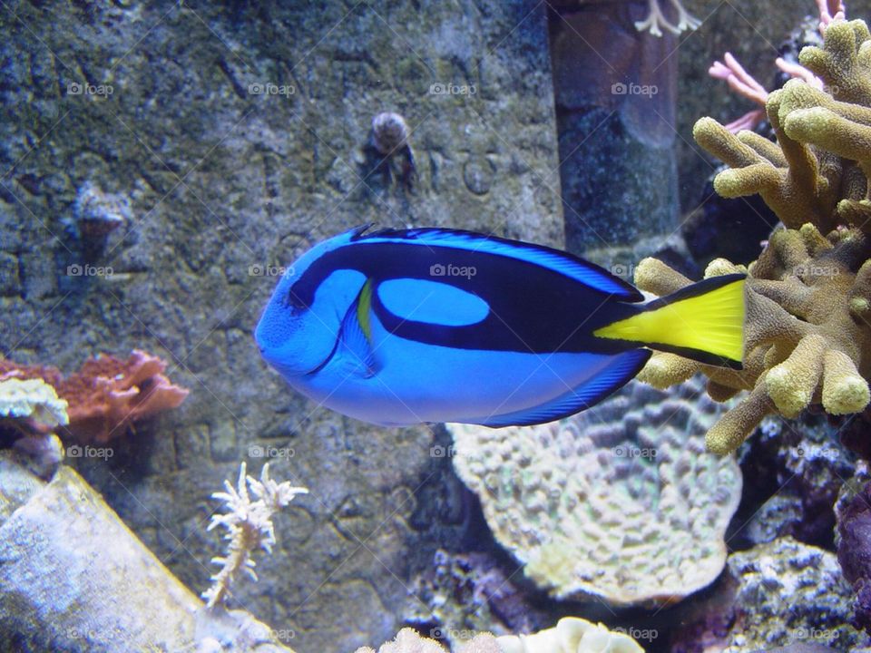 Blue fish