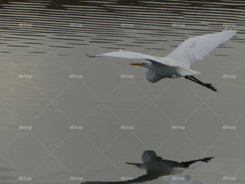 Egret in flight in shades of gray 