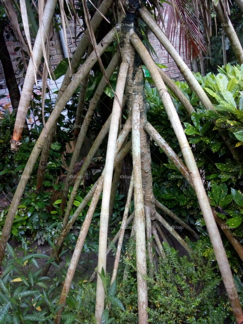 Tree roots outside the soil.