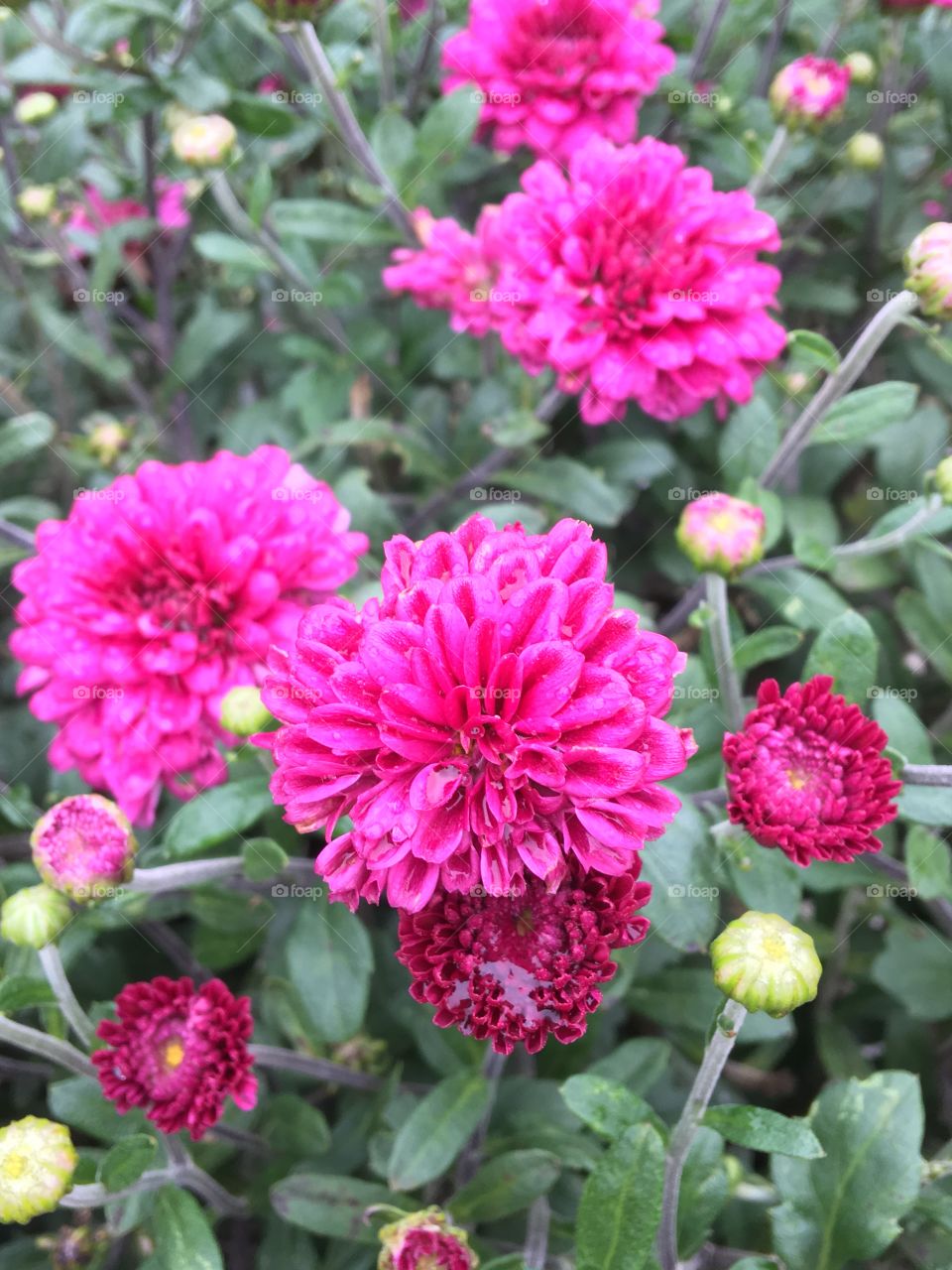 Fall Mums 