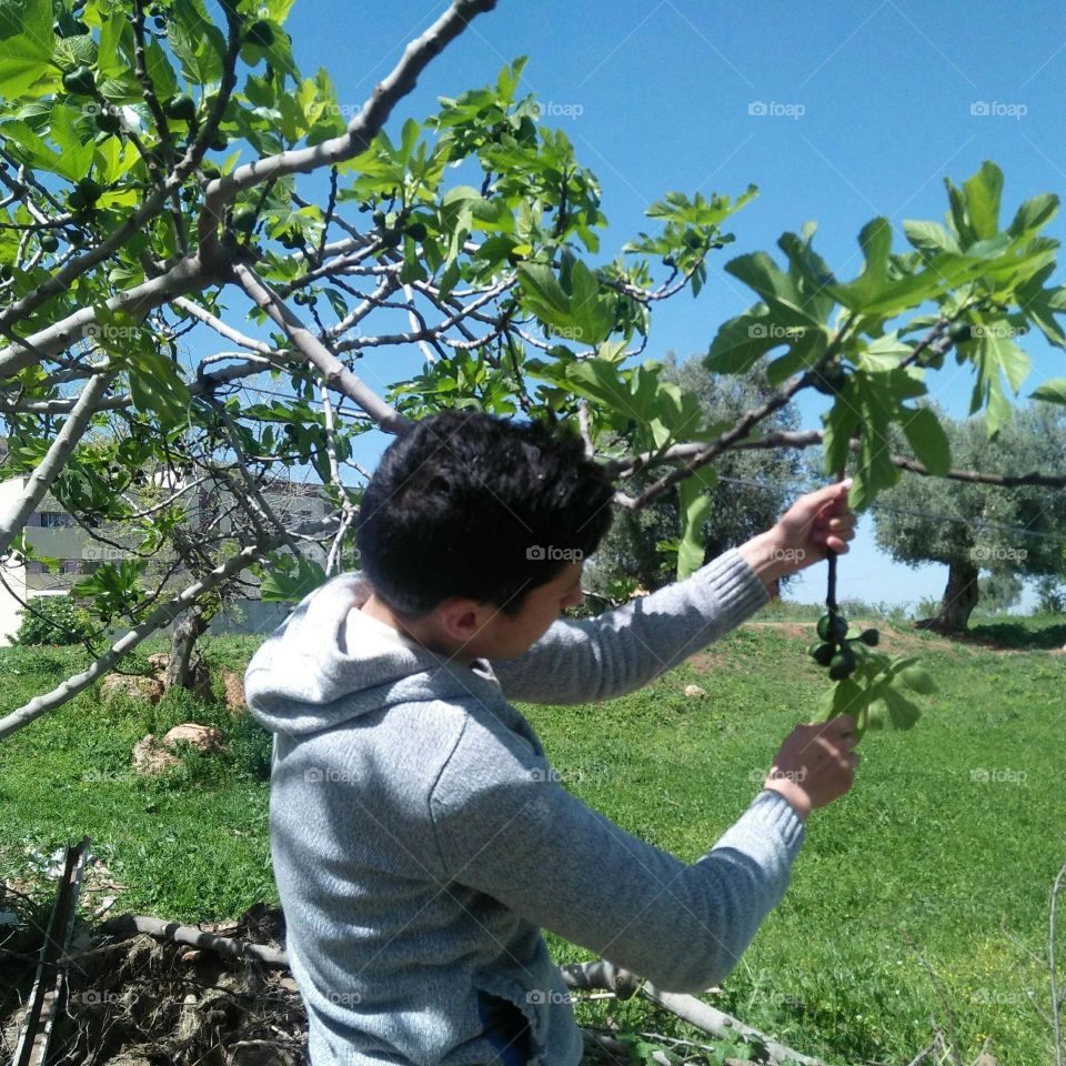 Young man picks the fig fruit in the garden.