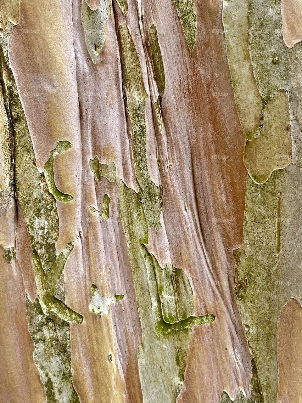 Close up of the bark on a crepe myrtle tree 