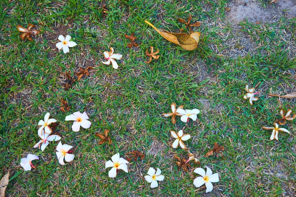 Flowers on the ground 