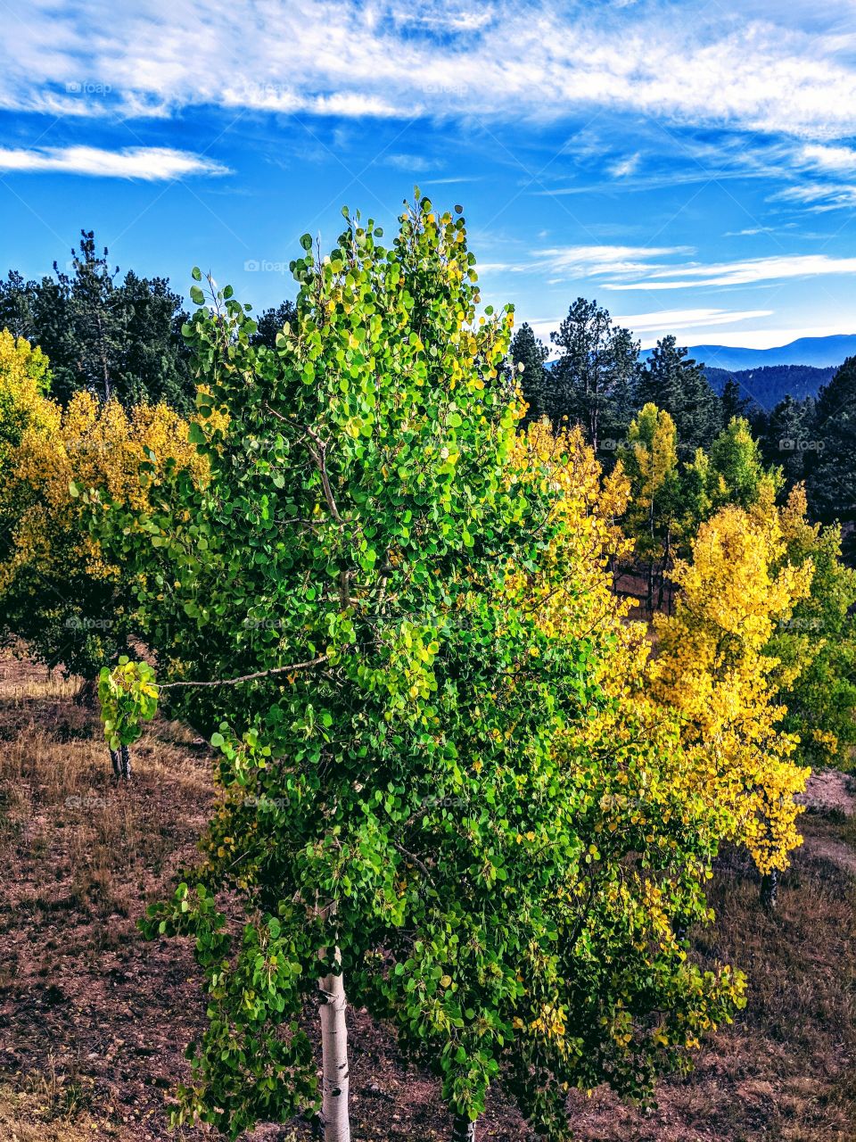 Colorado fall