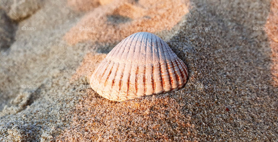 Close up shot of a white seashell on a sandy beach enlightened by sun rays.