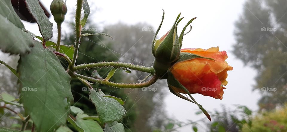 Rose flower pack in autumn
