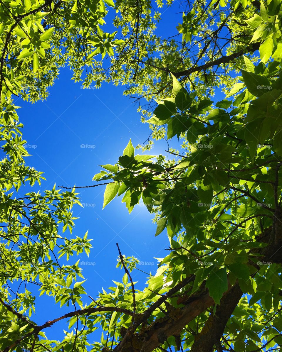 Green leaves on a tree, blue sky