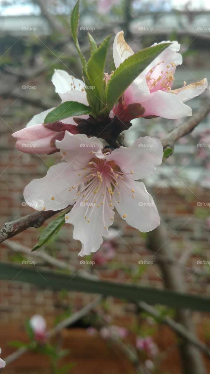 Flower, Nature, Cherry, Tree, Branch