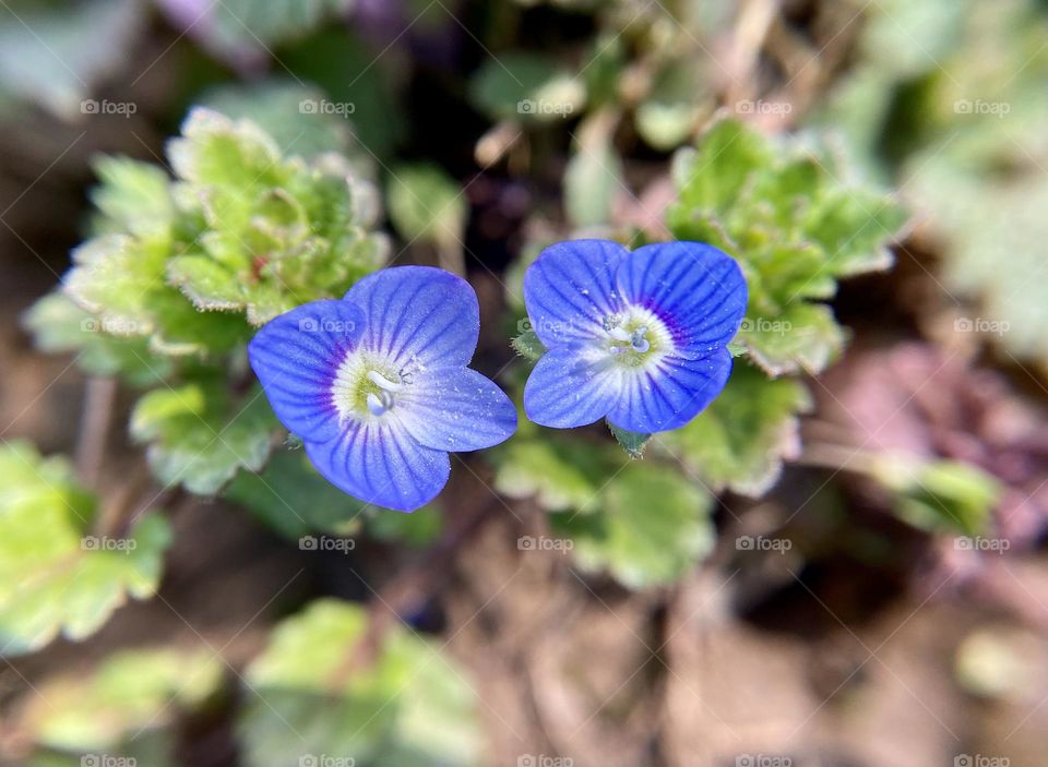 Two speedwell flowers