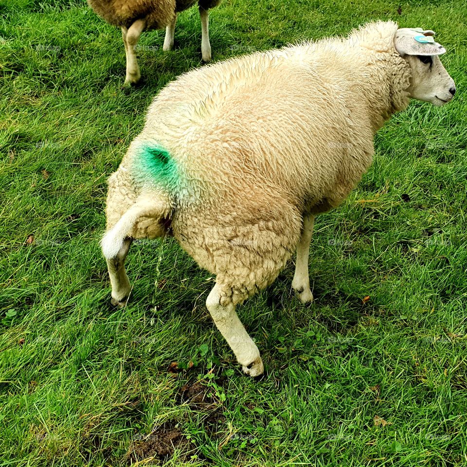 A sheep peeing outside