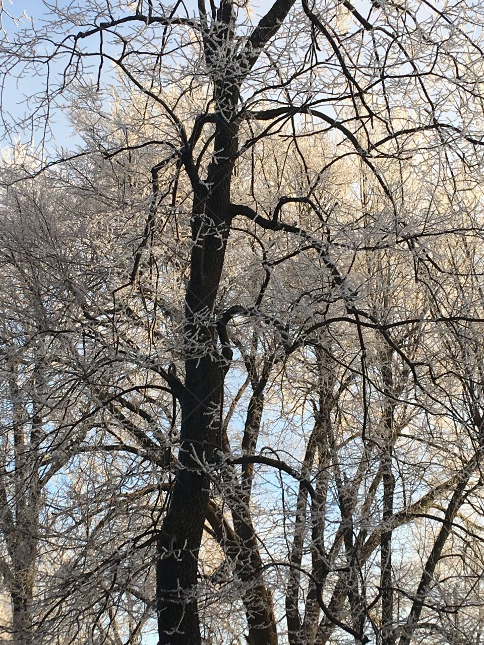 Frozen trees this morning. Just as cold as it looks. BRRRR! It’s wintertime now.
