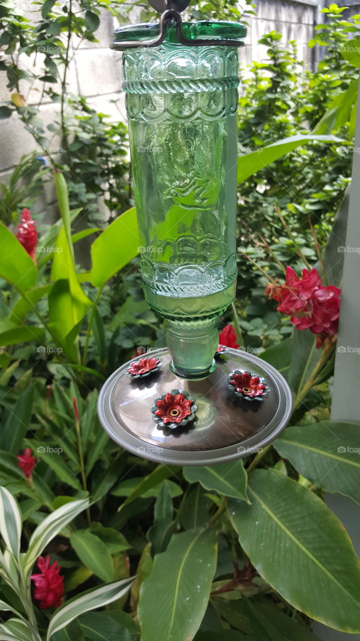 My colibri feeder