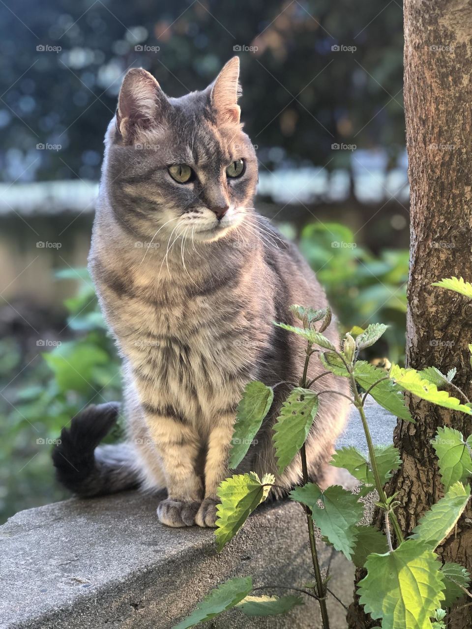 Gray domestic European cat intense gaze, cat in a garden staring at something 