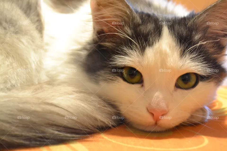 cat