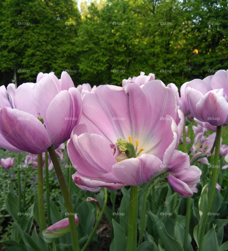 tulips flowers in the flowerbeds  spring time