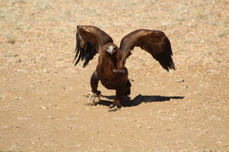 wedge tail eagle showing his rock moves