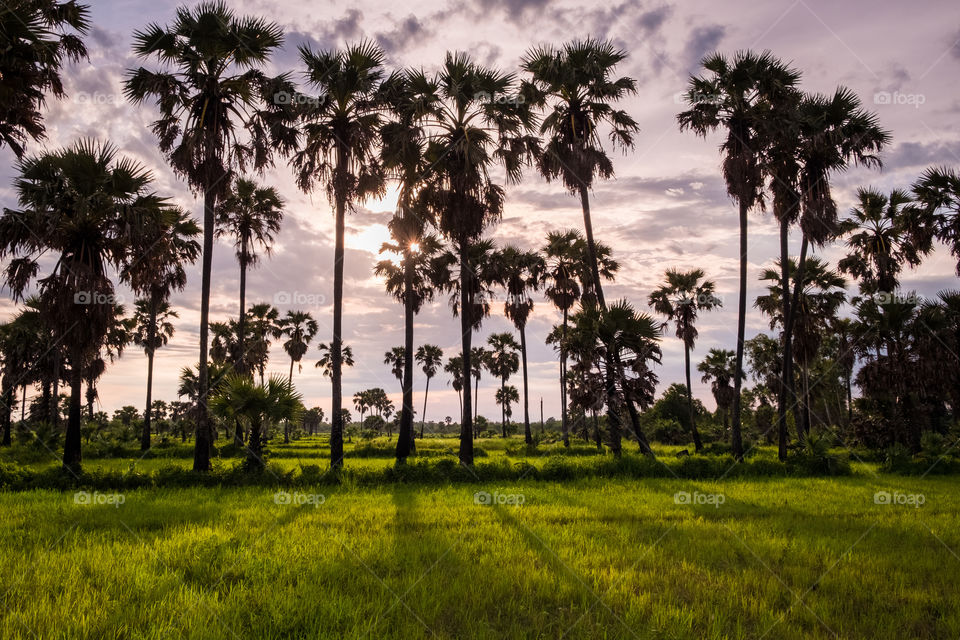 Beauty silhouette palm tree in front of twilight sky