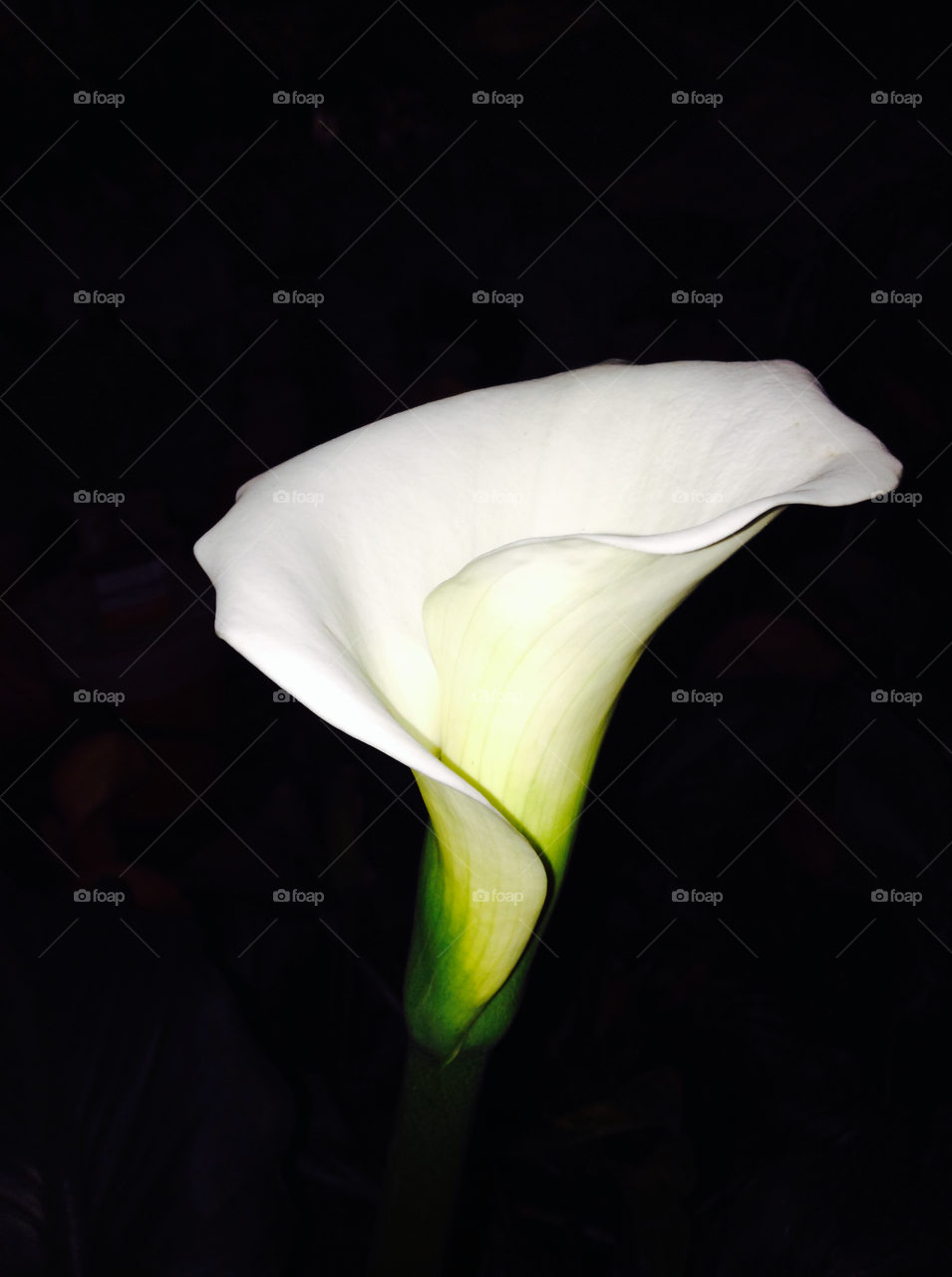 Calla Lily