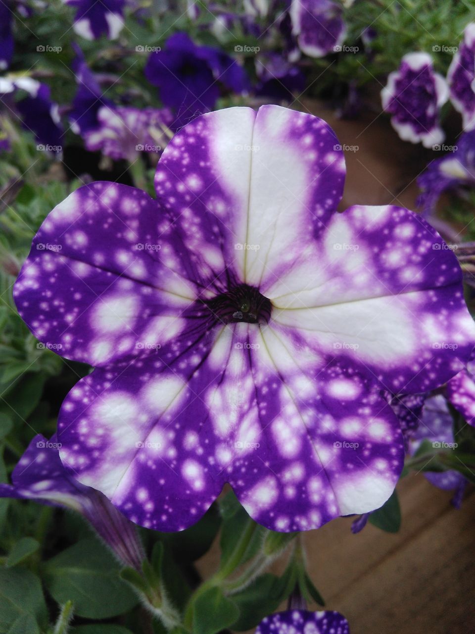 петуния Night Sky