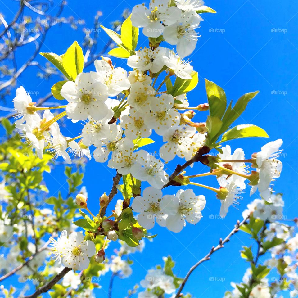 White flower buds on a cherry tree.