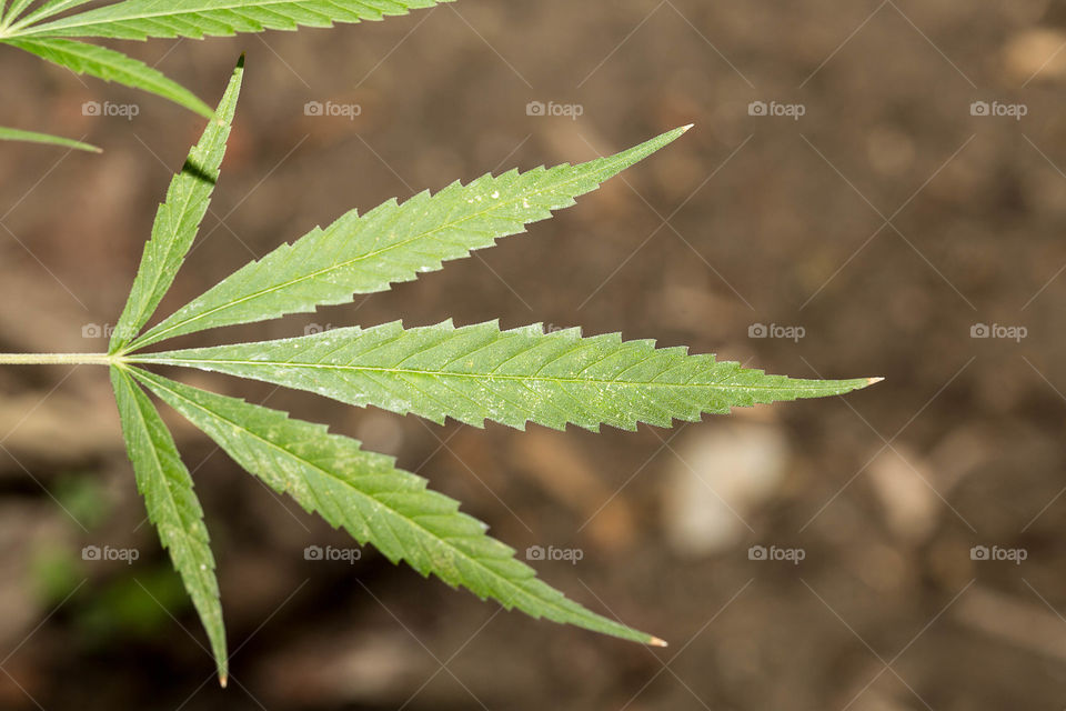 Leaf, Marijuana, Cannabis, Nature, Flora