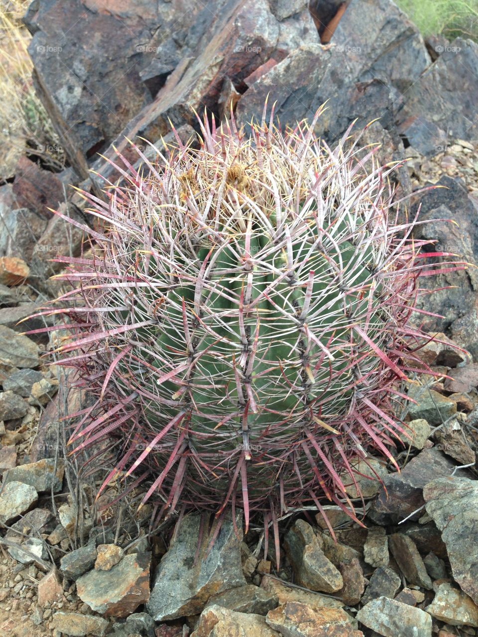 Small Round Cactus
