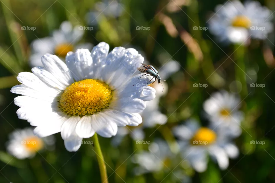 summer
