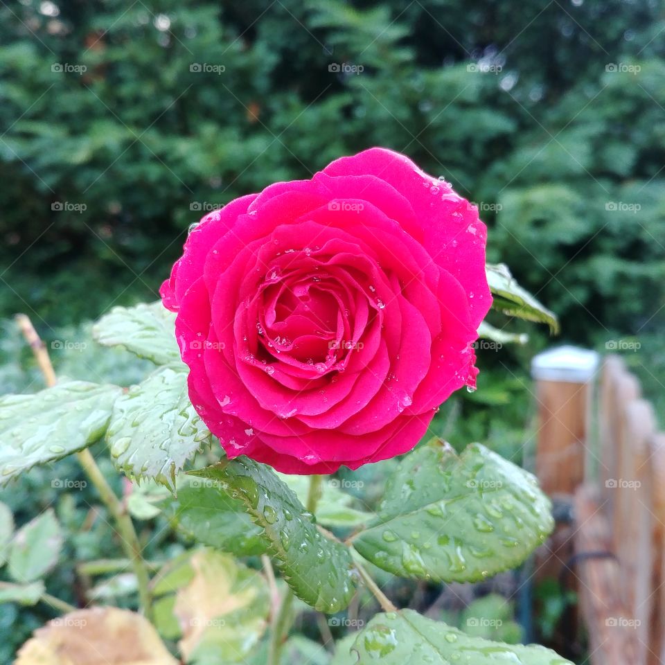 Rose Regen nass Wasser grün Pflanze