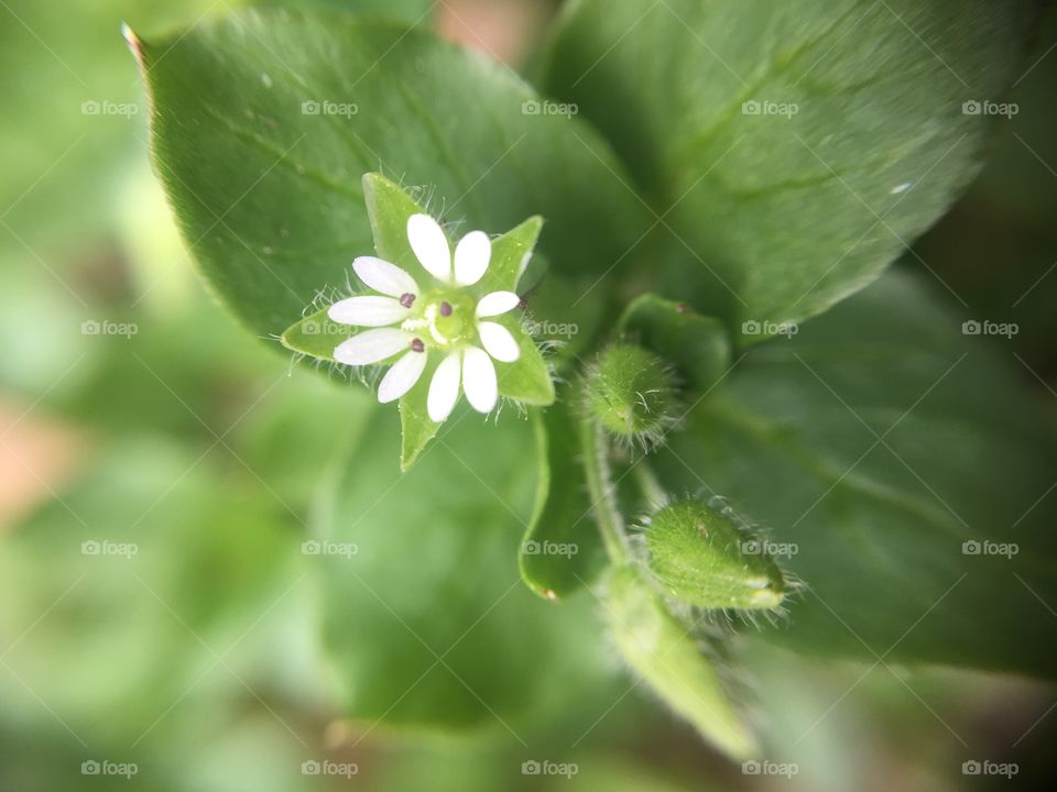 Macro white flower