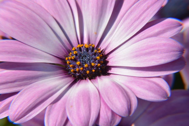 Flower in close-up