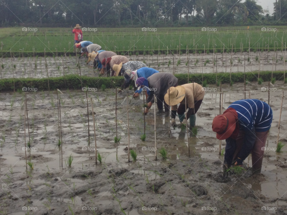los banos rice workers hard work by 2lucky4u