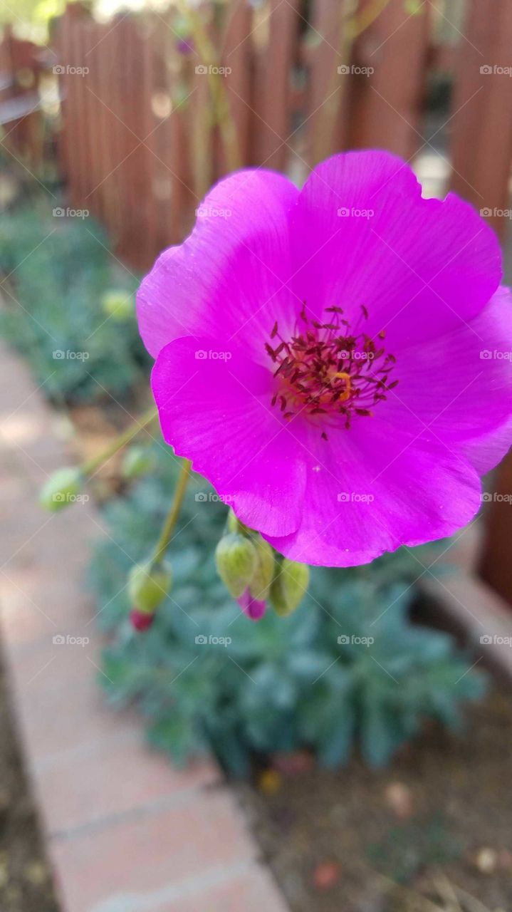 California Flower Bloom