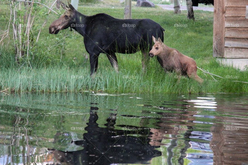 Moose mom and baby 
