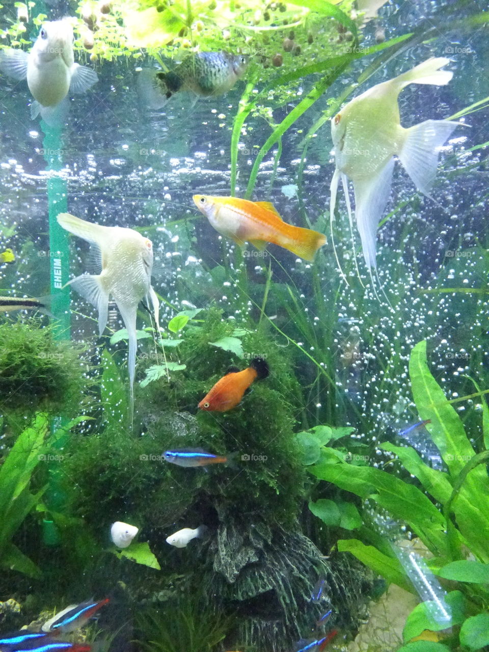 Aquarium, Underwater, Goldfish, Tank, Fish
