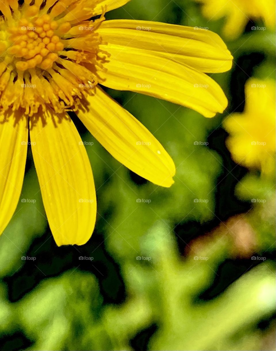 Yellow flower